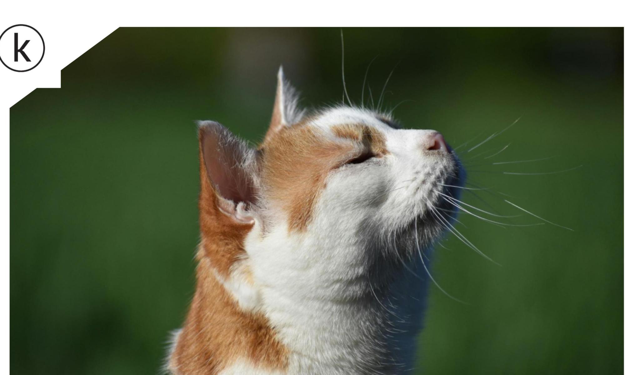 Returning to the breath by noticing the sensations around the nose.